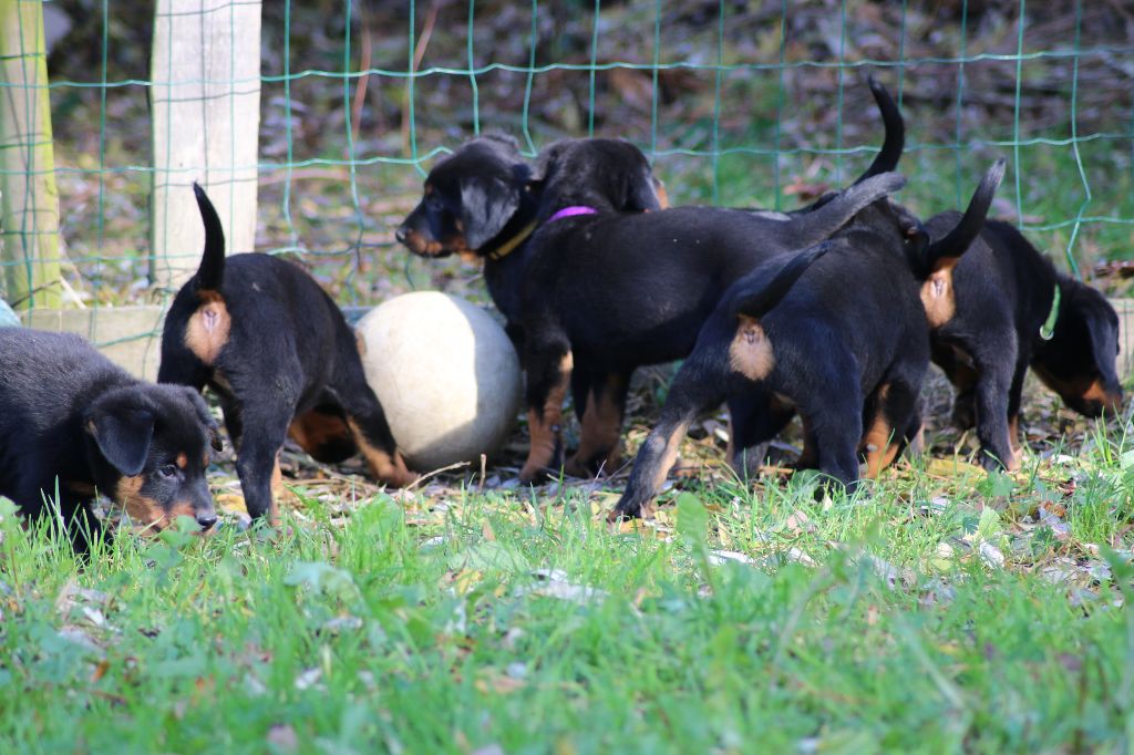 nos  dix jolis petits babyboss